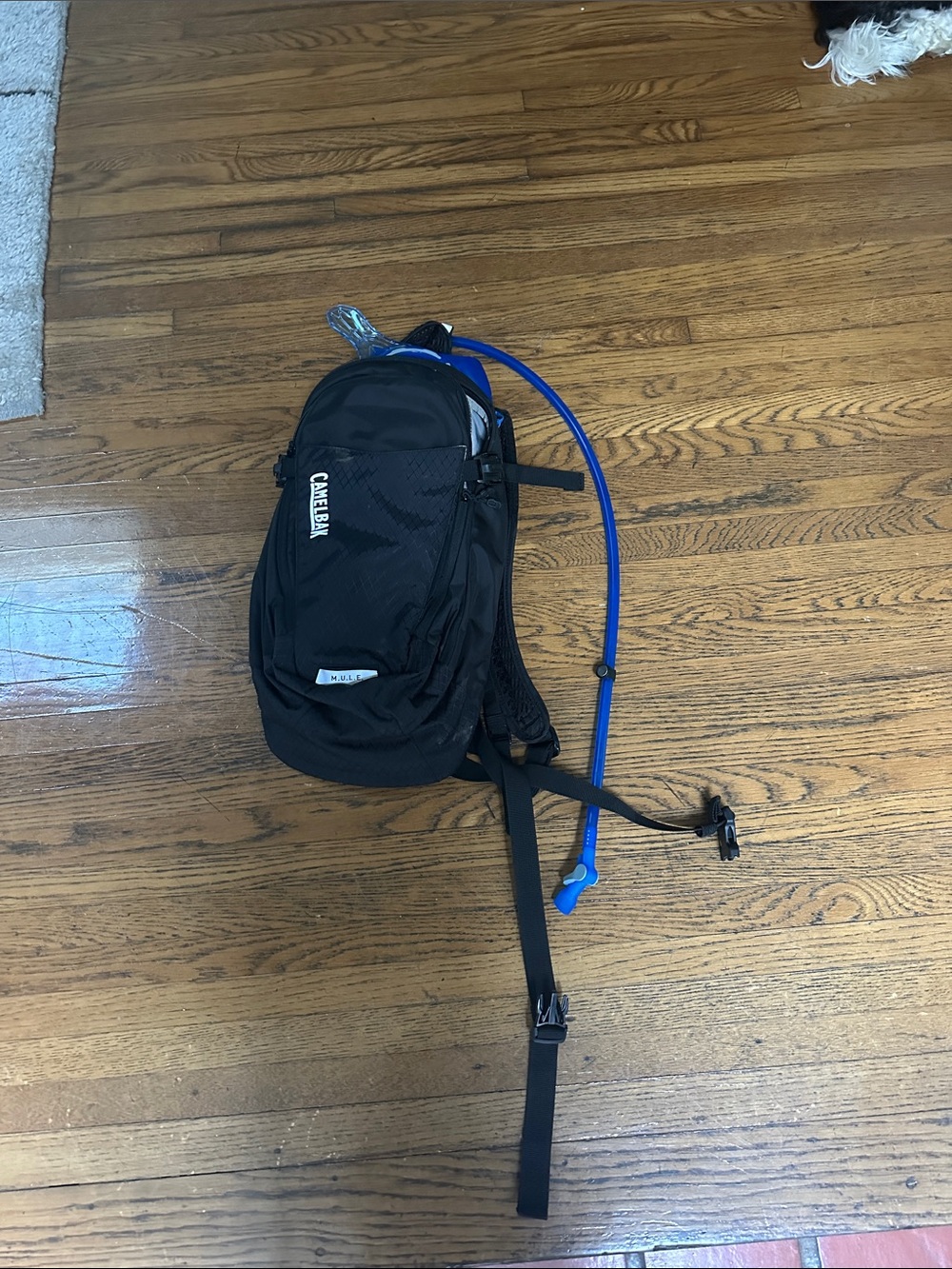 Camelbak Black Backpack with Blue Hydration Tube